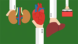 A graphic depicting human organs and doctors.